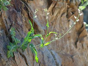 Streptanthus Streptanthus carinatus Lyreleaf Jewelflower Arizona Jewelflower