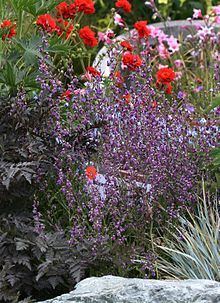 Streptanthus albidus httpsuploadwikimediaorgwikipediacommonsthu