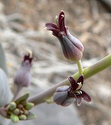 Streptanthus cordatus httpsuploadwikimediaorgwikipediacommonsthu
