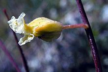 Streptanthus glandulosus httpsuploadwikimediaorgwikipediacommonsthu