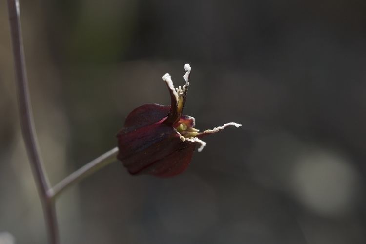 Streptanthus niger httpsuploadwikimediaorgwikipediacommonsaa