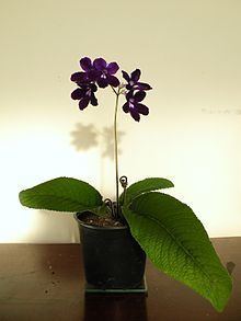 Streptocarpus httpsuploadwikimediaorgwikipediacommonsthu