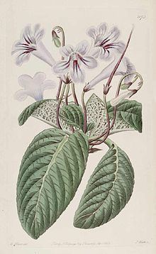 Streptocarpus rexii httpsuploadwikimediaorgwikipediacommonsthu