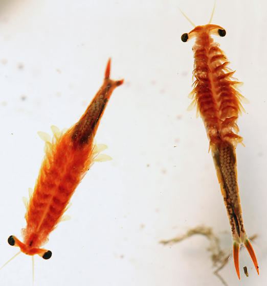 Streptocephalus fairy shrimp Streptocephalus sealii BugGuideNet