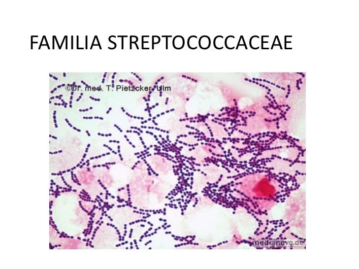 Streptococcaceae Familia Streptococcaceae