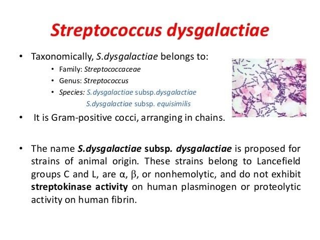 Streptococcus dysgalactiae httpsimageslidesharecdncomstrep150304211952