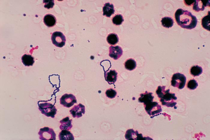 Streptococcus ferus