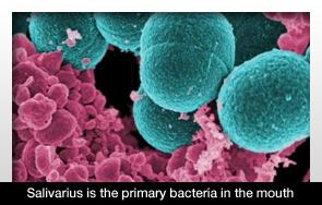 Streptococcus salivarius The Toothbrush Dental Floss Effect Of Streptococcus Enzyme