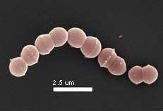 Streptococcus thermophilus Streptococcus thermophilus