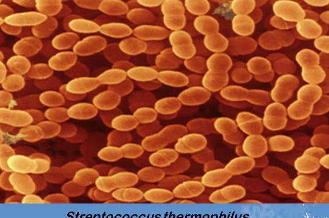 Streptococcus thermophilus Streptococcus Thermophilus Benefits amp Side Effects
