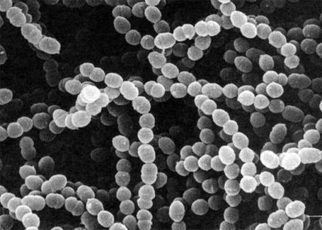 Streptococcus thermophilus Streptococcus thermophilus Wuxi AccoBio Biotech Inc