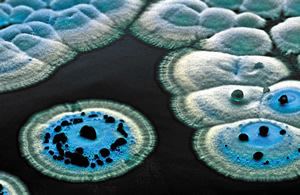 Streptomyces Streptomyces MicrobeWiki