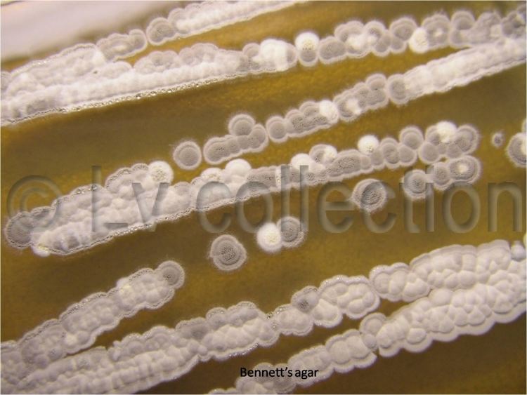Streptomyces aureofaciens Lv 70 Streptomyces aureofaciens