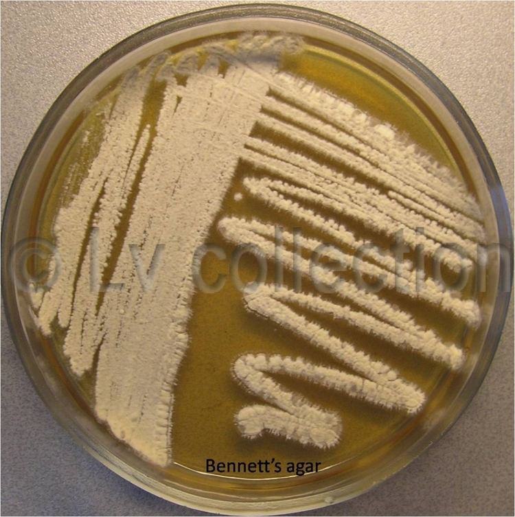 Streptomyces aureofaciens Lv 69 Streptomyces aureofaciens