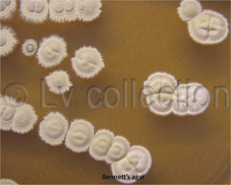 Streptomyces aureofaciens Lv 73 Streptomyces aureofaciens