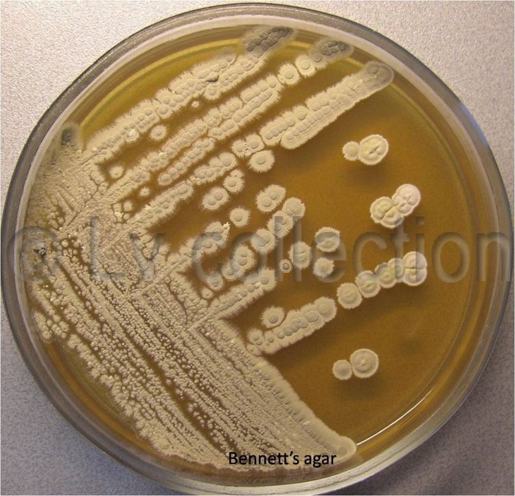 Streptomyces aureofaciens Lv 73 Streptomyces aureofaciens