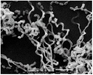 Streptomyces aureofaciens Biological Activity of Chemical Constituents Isolated from ltI