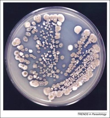 Streptomyces avermitilis The advent of ivermectin people partnerships and principles