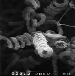 Streptomyces avermitilis Streptomyces avermitilis MA4680 T NBRC 14893 T Biological