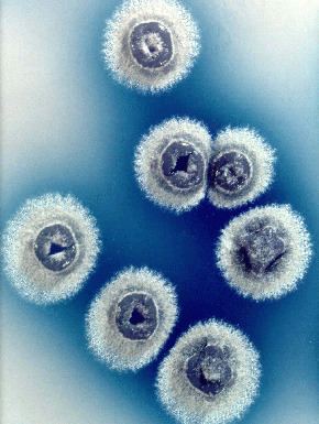 Streptomyces Streptomyces coelicolor