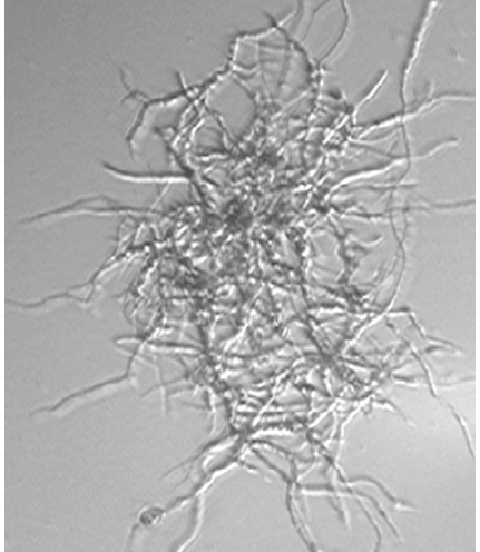 Streptomyces clavuligerus Characterization of Fungal Morphology using Digital Image Analysis