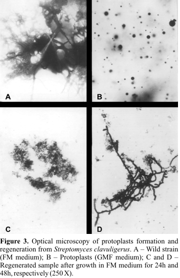 Streptomyces clavuligerus Protoplast formation and regeneration from Streptomyces clavuligerus