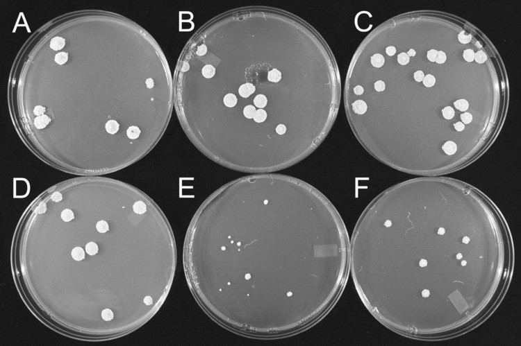 Streptomyces clavuligerus aacasmorgcontent481192F4largejpg