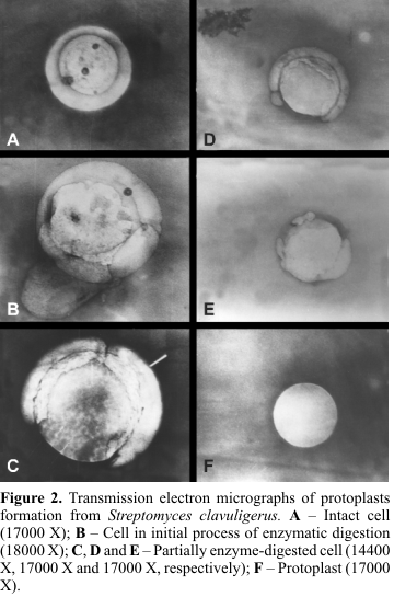 Streptomyces clavuligerus Protoplast formation and regeneration from Streptomyces clavuligerus
