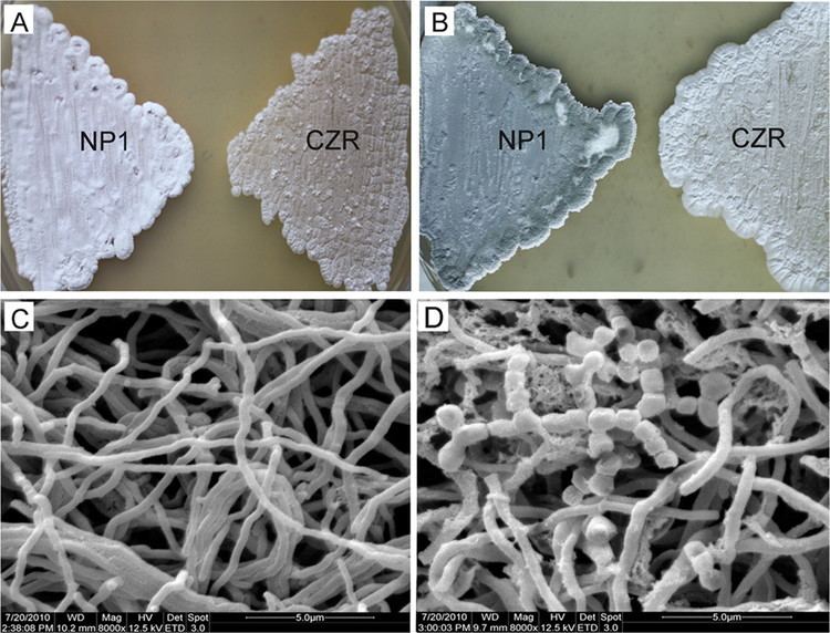 Streptomyces clavuligerus Induction of Holomycin Production and Complex Metabolic Changes by