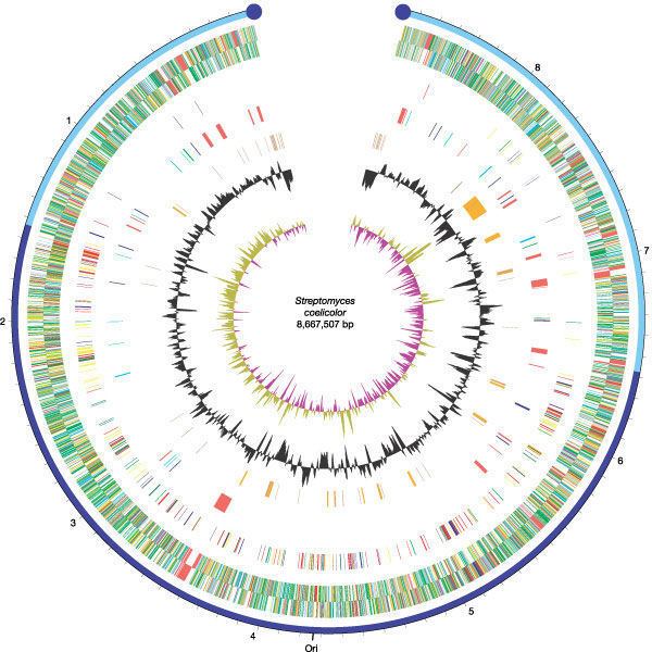 Streptomyces coelicolor Complete genome sequence of the model actinomycete Streptomyces