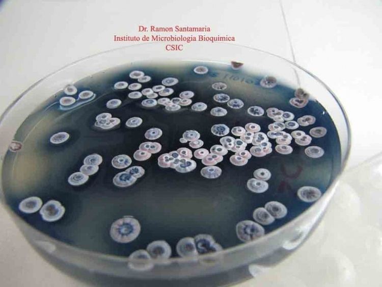 Streptomyces coelicolor httpssmediacacheak0pinimgcomoriginals9e