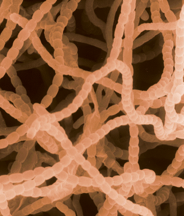 Streptomyces griseus enfoagtbmehudrupalsitesdefaultfilesstrepto