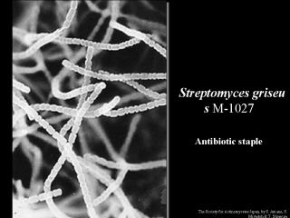 Streptomyces griseus Streptomyces griseus M1027
