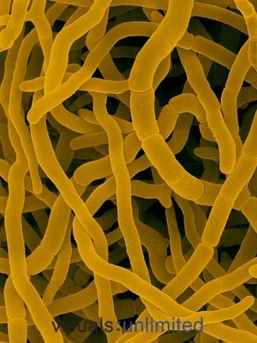 Streptomyces rimosus enfoagtbmehudrupalsitesdefaultfilesSrimos