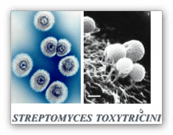 Streptomyces toxytricini wwwdpchemstuskpublicmediaStreptomycesToxytri