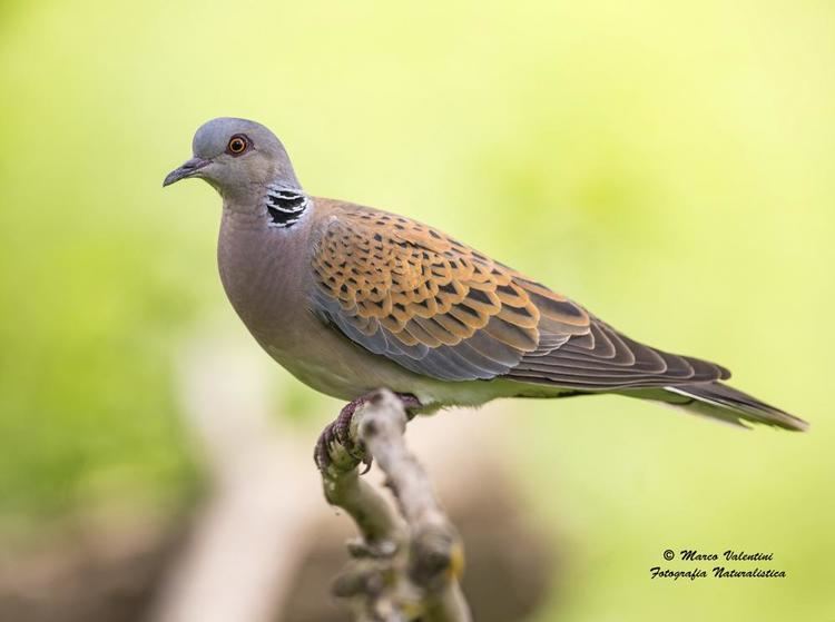 Streptopelia European Turtledove Streptopelia turtur videos photos and sound