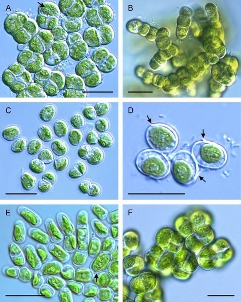 Streptophyta Morphology of four strains of Interfilum Klebsormidiales