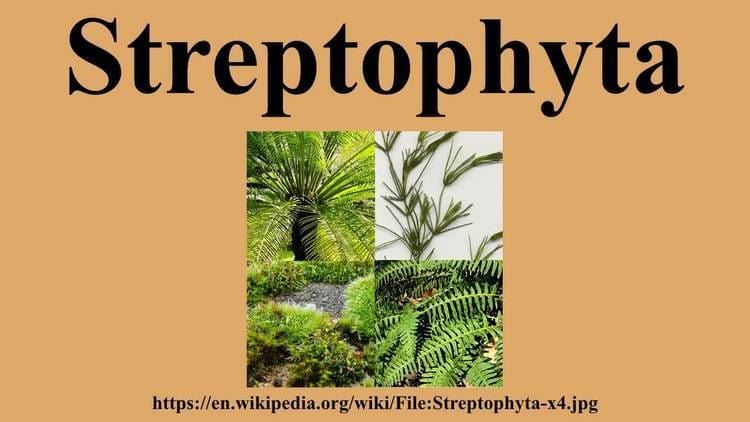 Streptophyta Streptophyta YouTube