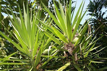 Streptophyta Yucca ZipcodeZoo