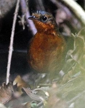 Stresemann's bristlefront Almost Extinct Brazilian Bird Observed in Nest for the First Time