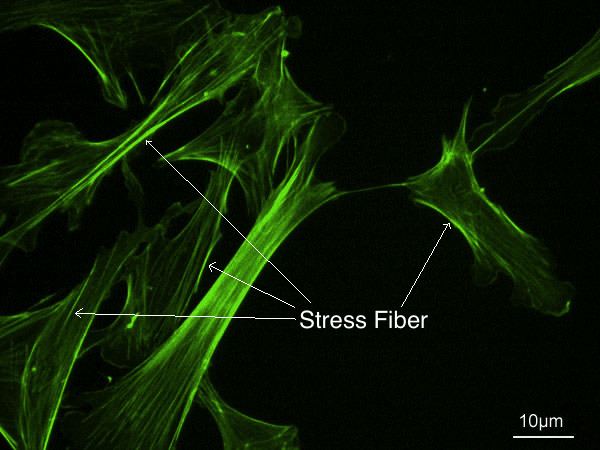 Stress fiber