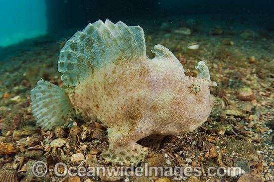 Striated frogfish Frogfish amp Anglerfish Photos Images Pictures