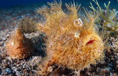 Striated frogfish The Striated Frogfish a Great Choice for the Oddball Fish Aficionado