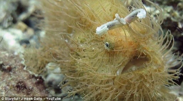 Striated frogfish Travel enthusiast captures rare footage of striated frogfish in