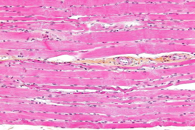 Striated muscle tissue