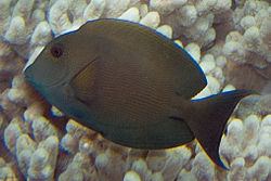 Striated surgeonfish httpsuploadwikimediaorgwikipediacommonsthu