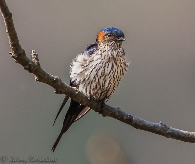 Striated swallow orientalbirdimagesorgimagesdatastriatedswallo