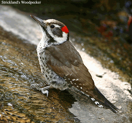 Strickland's woodpecker wwwplanetofbirdscomMasterPICIFORMESPicidaepi