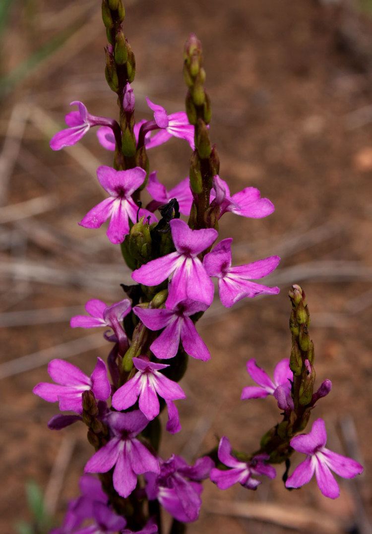 Striga Striga gesnerioides Cowpea witchweed Buchnera gesnerioides