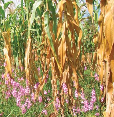 Striga Frequently Asked Questions on Striga and the IR maize Striga